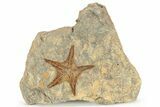 Ordovician Starfish Fossil With Edrioasteroids - Morocco #226696-1